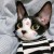 吱屋猪zZZ